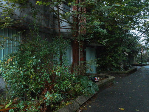 トタンで覆われた廃屋と繁る蔦やつる草