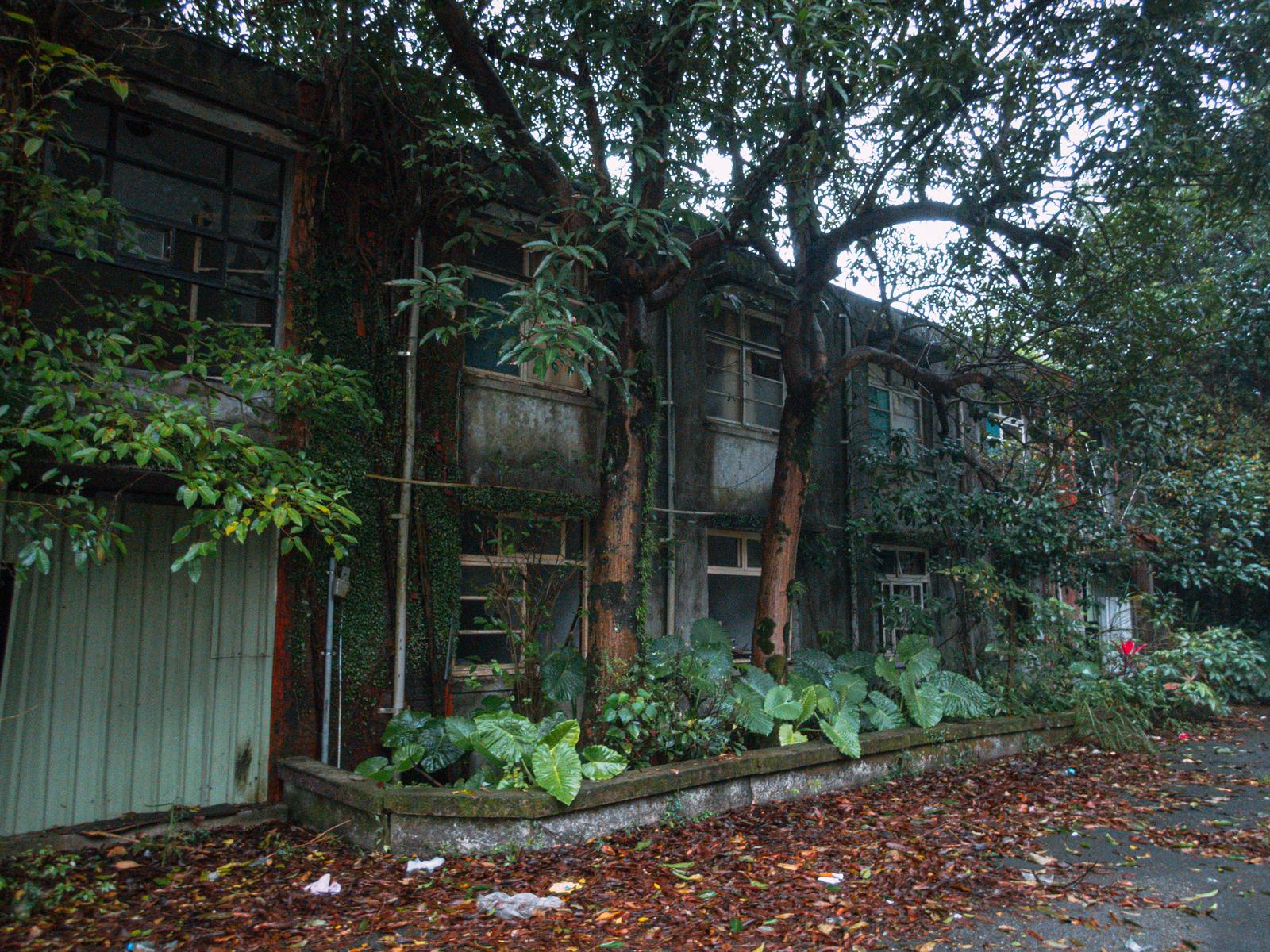 樹木に覆われた廃墟の建物。窓や扉の老朽化した壁に落ち葉が積もっている