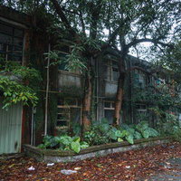 樹木に覆われた廃墟の建物跡、風化した灰色コンクリートと朽ち果てた構造の写真