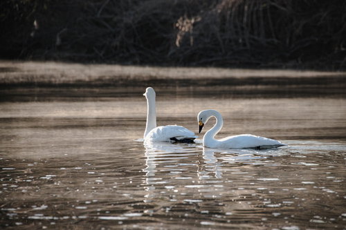 川の水面を泳ぐ白鳥2羽