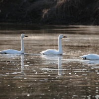 風を読む川面の白鳥3羽が優雅に泳ぐ野生動物の自然風景の写真