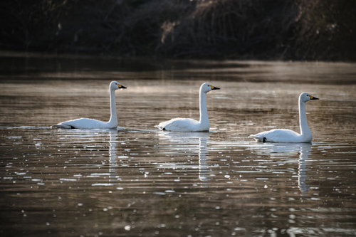 風を読む川面の白鳥3羽が優雅に泳ぐ野生動物の自然風景