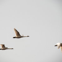曇り空を背景に編隊飛行する飛び立つ白鳥の姿の写真