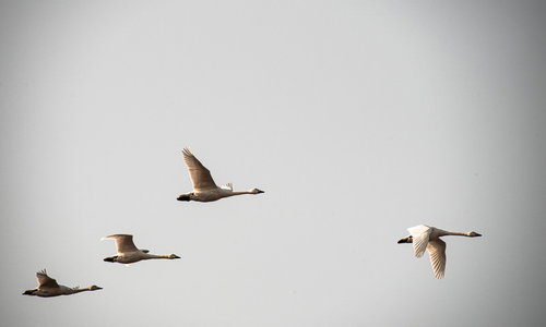 曇り空を背景に編隊飛行する飛び立つ白鳥の姿
