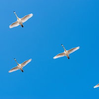 青空を編隊で泳ぐ白鳥の飛翔の写真