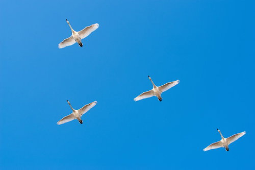 青空を編隊で泳ぐ白鳥の飛翔