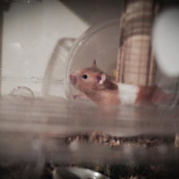 注文と違うのが出て来て麺食らった大盛りナポリタンの写真