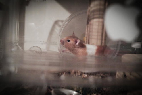 注文と違うのが出て来て麺食らった大盛りナポリタン