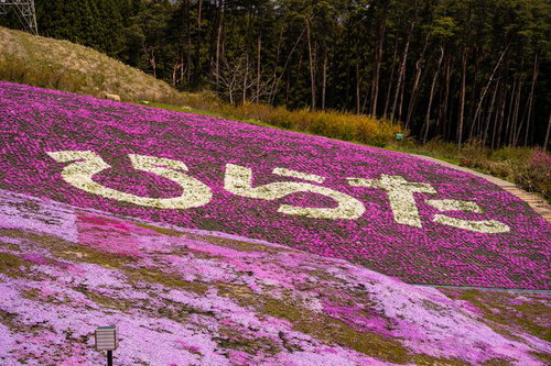 平田村の芝桜まつり、斜面を覆うシバザクラと白い文字