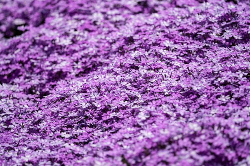 福島県平田村に咲き誇る紫色の芝桜群生