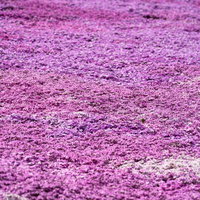 田村市のシバザクラ絨毯、ピンク色に染まる春景色の写真