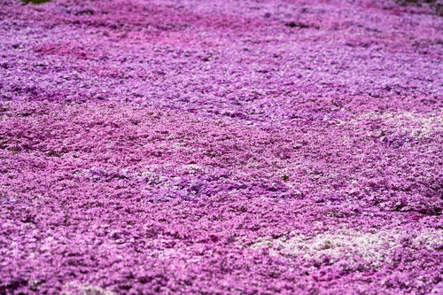 田村市のシバザクラ絨毯、ピンク色に染まる春景色