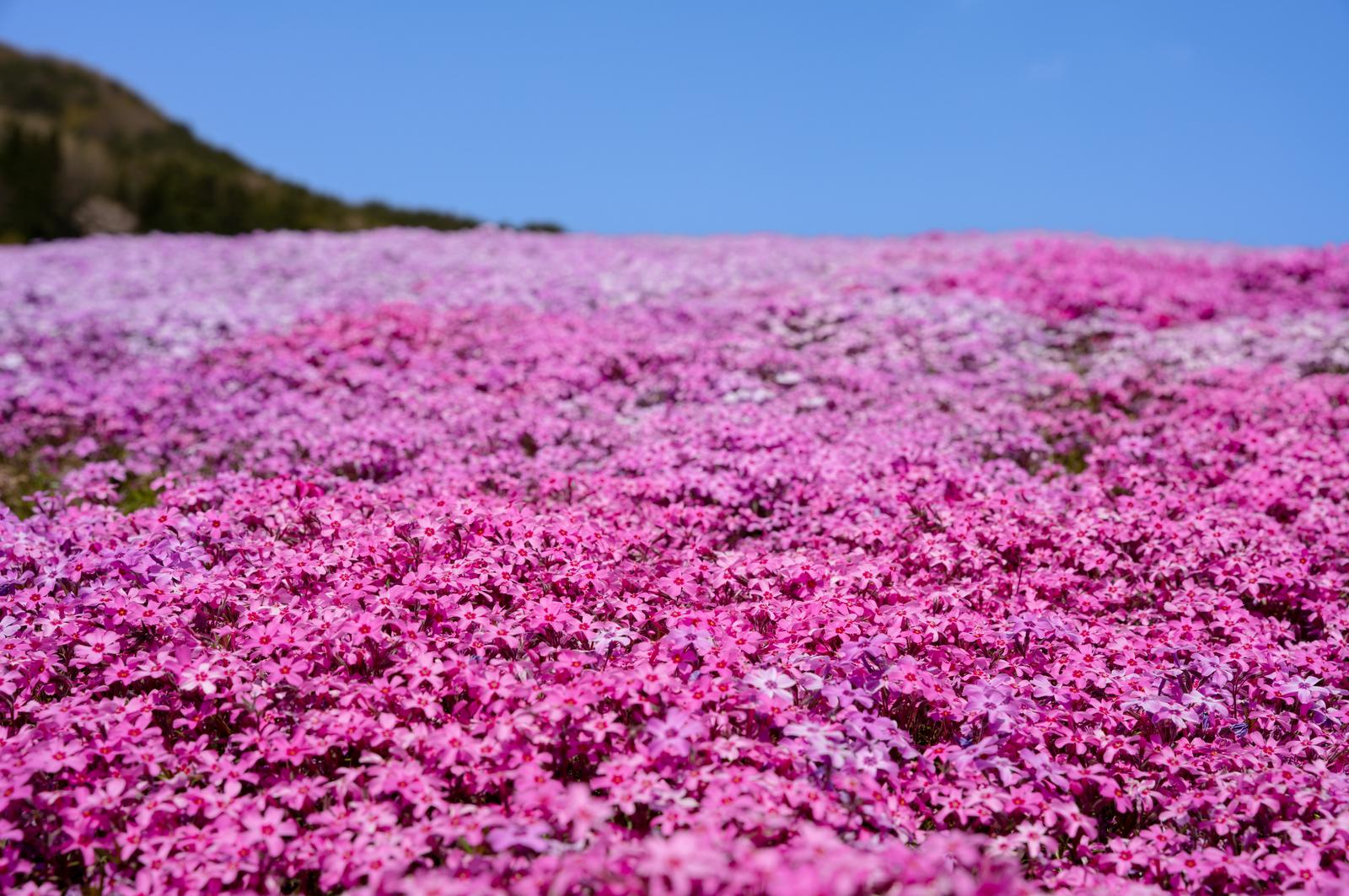 田村市の芝桜が満開に咲く広大なピンク色の花畑と背景の丘陵