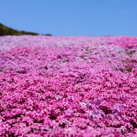 田村市の芝桜が創る一面の美しい花畑の写真