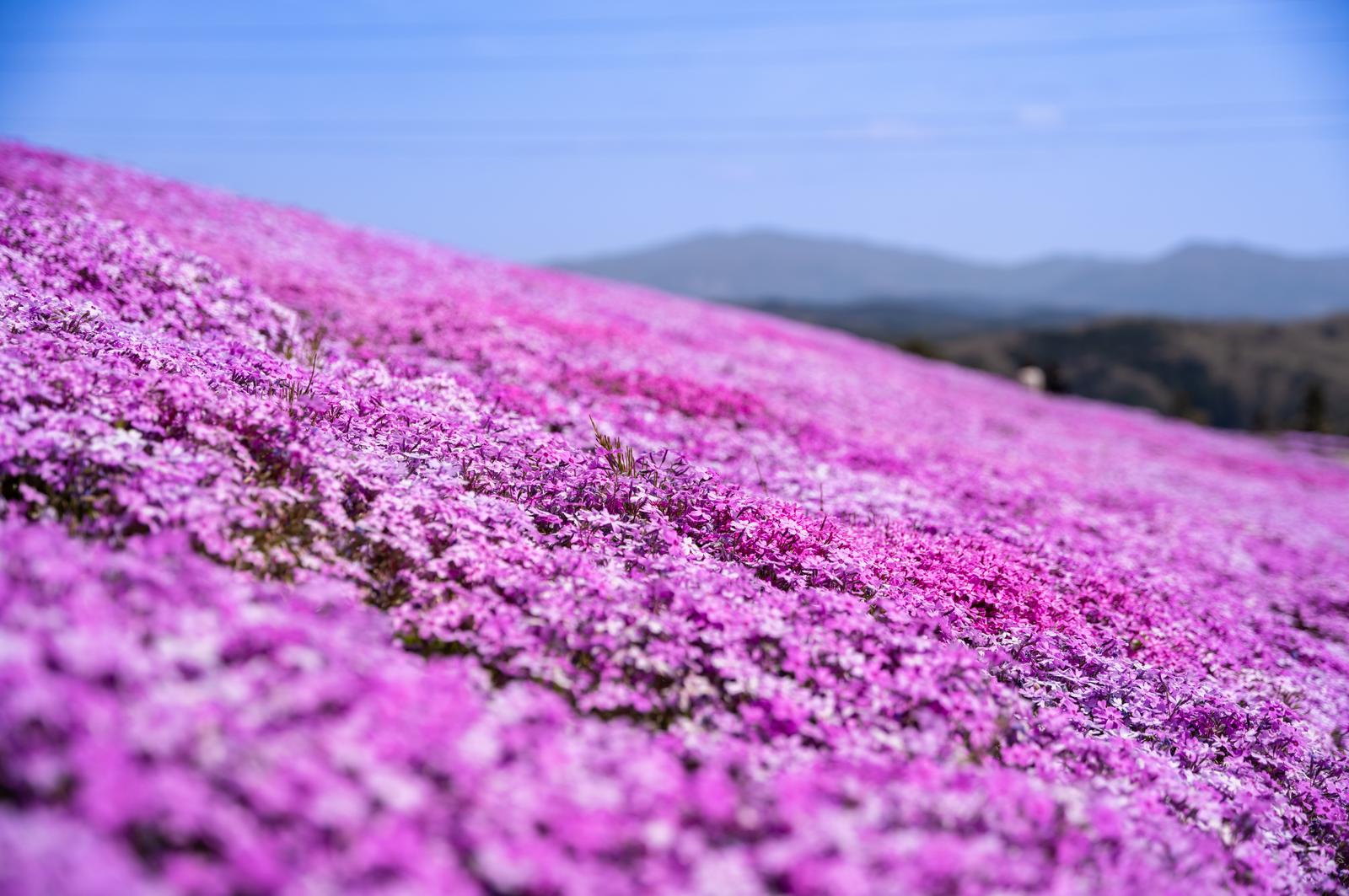 福島県田村市で斜面を埋め尽くす薄紫紅色のシバザクラの群生地