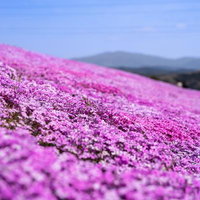田村市のシバザクラ群生地、一面に咲き誇る芝桜の写真