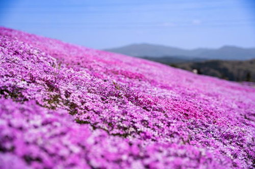 田村市のシバザクラ群生地、一面に咲き誇る芝桜