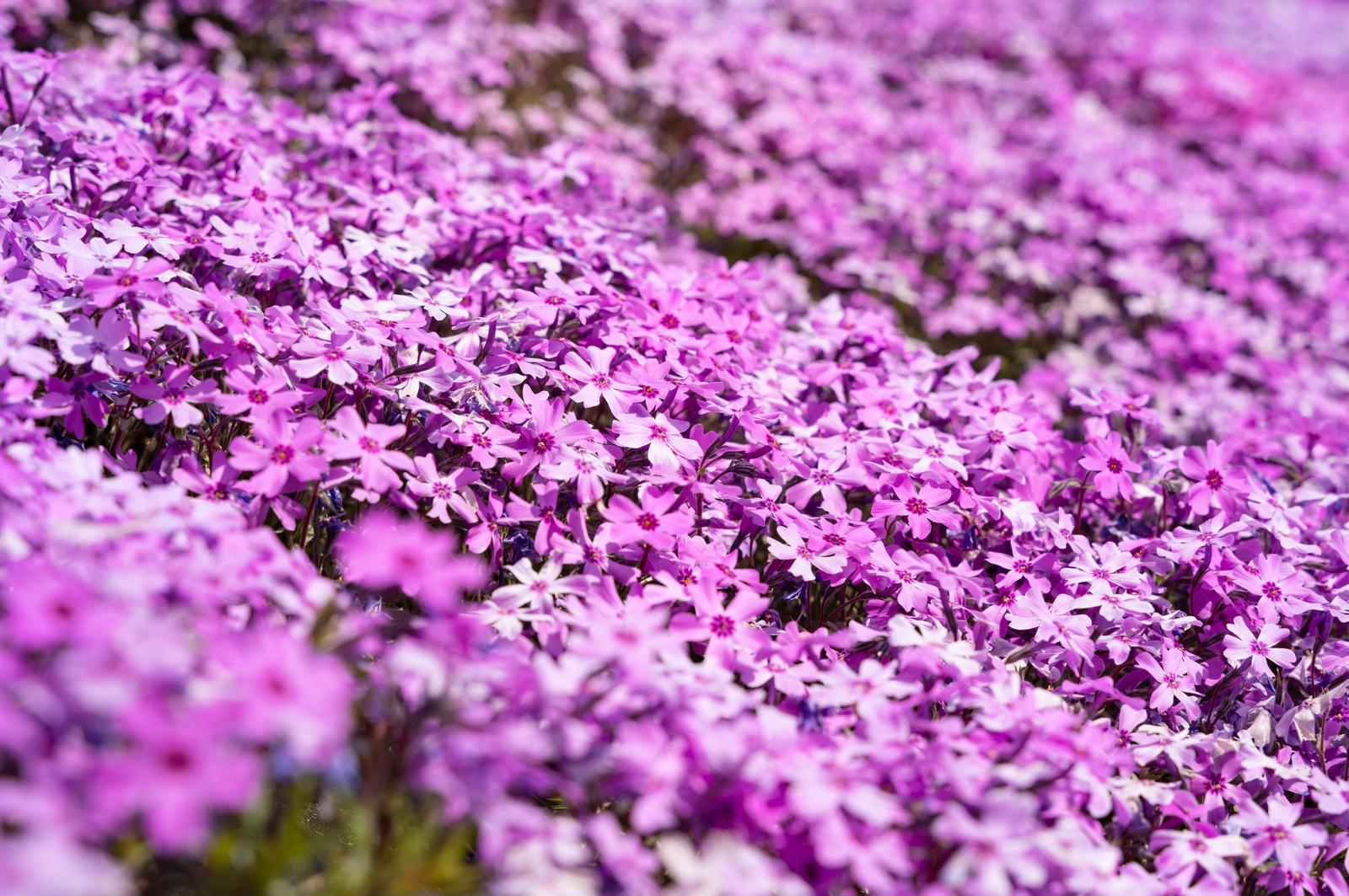 Overhead photograph of a flower bed where pink and purple moss phlox (shibazakura) bloom densely along the ground