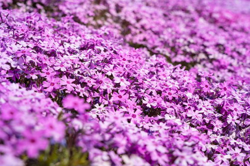 春の芝桜まつり紫の花壇