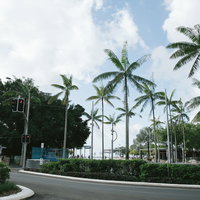 晴れた日の南国路地とヤシの木の並木道の写真