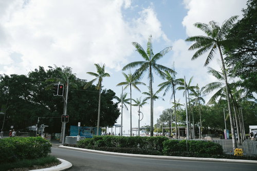 晴れた日の南国路地とヤシの木の並木道