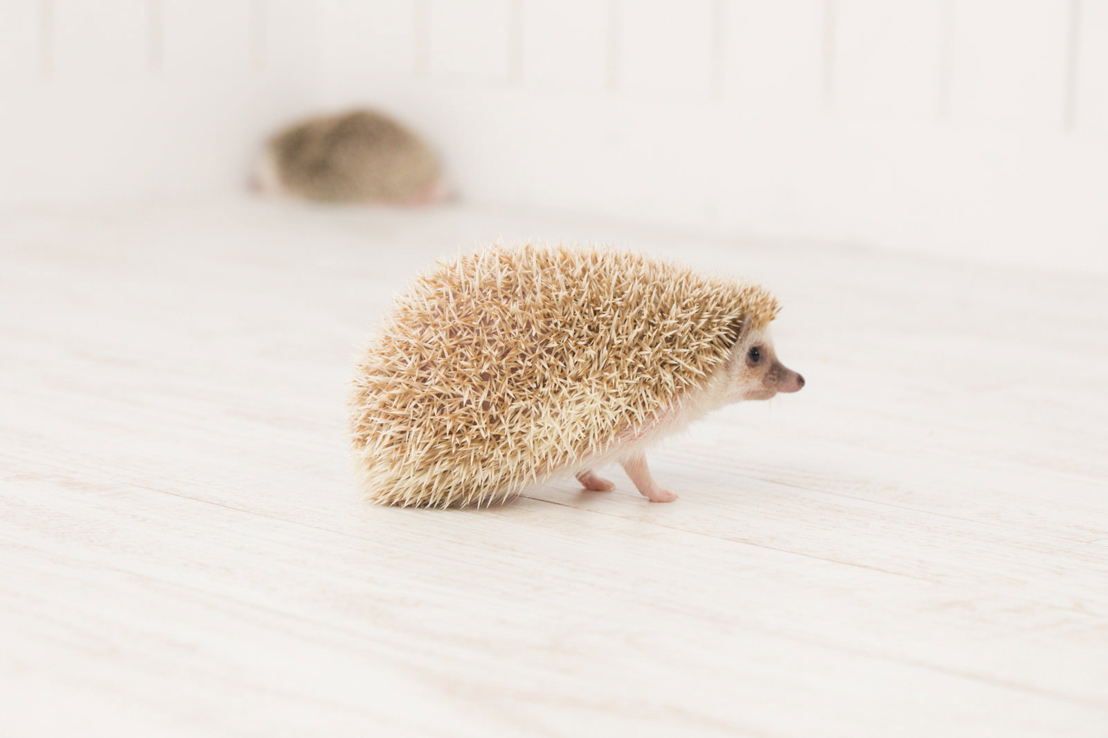 白い背景の上を歩く茶色いハリネズミ
