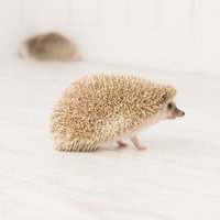 すれ違いの関係、白背景で歩くハリネズミの寂しい姿の写真