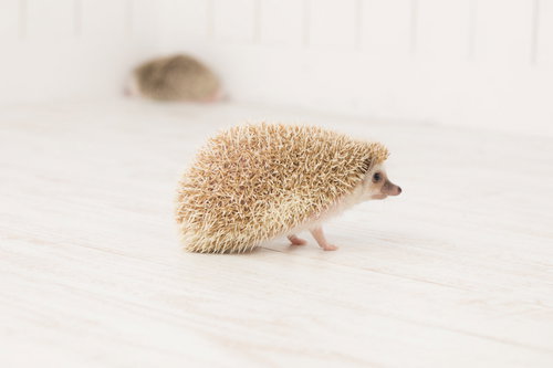 すれ違いの関係、白背景で歩くハリネズミの寂しい姿