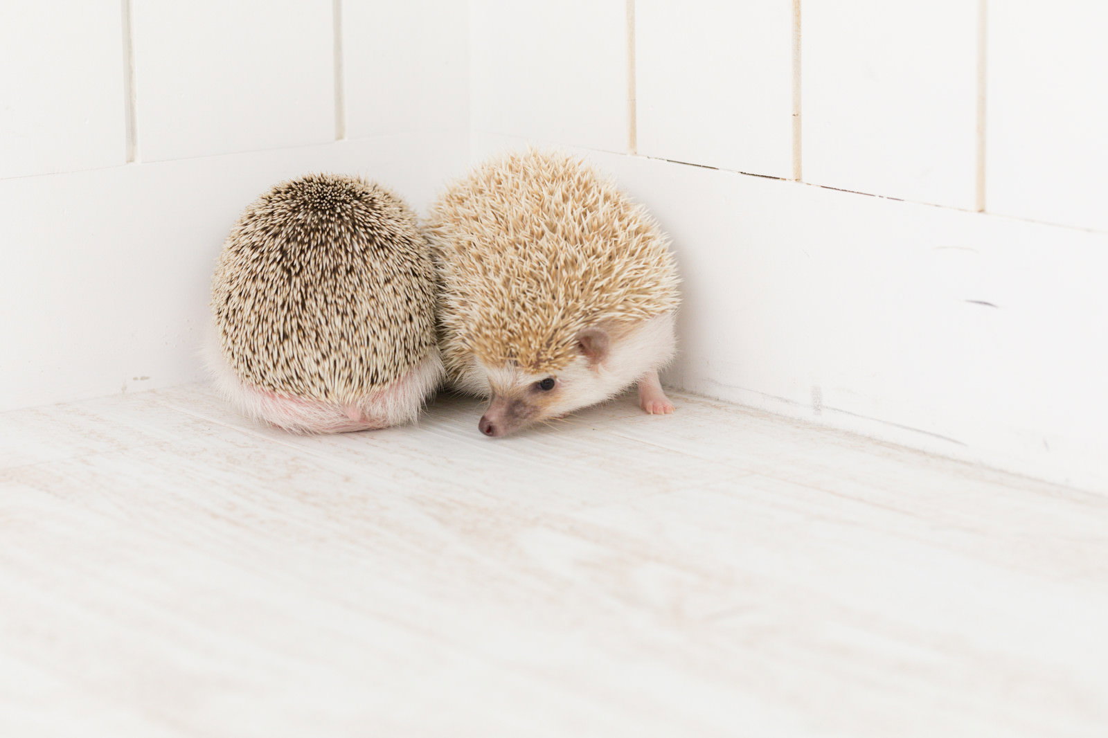 白い壁際で茶色と薄茶色の二匹のハリネズミが寄り添っている