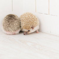 白い壁際で寄り添う二匹のハリネズミの求愛行動の写真