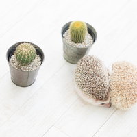 トゲトゲのサボテンと丸まったハリネズミの可愛いペットの写真