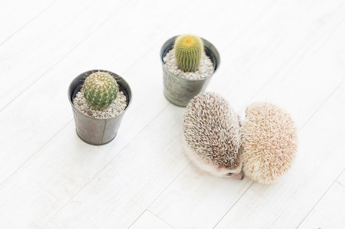 トゲトゲのサボテンと丸まったハリネズミの可愛いペット
