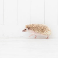 ちょっと通りますよ、白背景を歩く茶色いハリネズミの写真