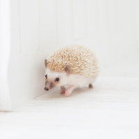 白い背景の前で壁沿いを歩く薄茶色のハリネズミの写真