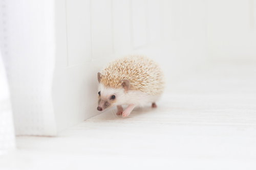 白い背景の前で壁沿いを歩く薄茶色のハリネズミ