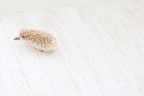 てくてく歩くハリネズミ 白い床を歩く小動物のペット