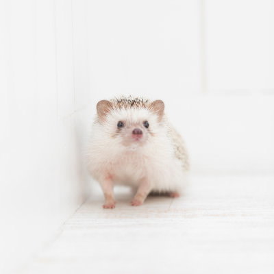 白い背景で上を見上げるハリネズミの顔の写真