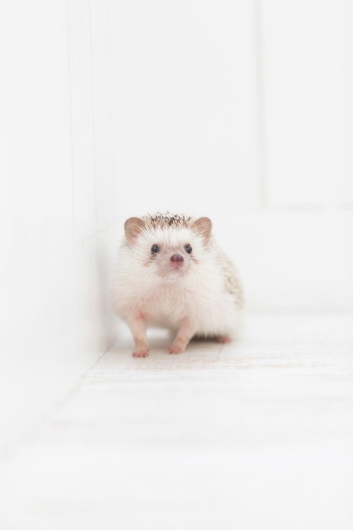 白い背景で上を見上げるハリネズミの顔