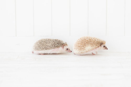 求愛するメスの後ろを歩くオスのハリネズミ