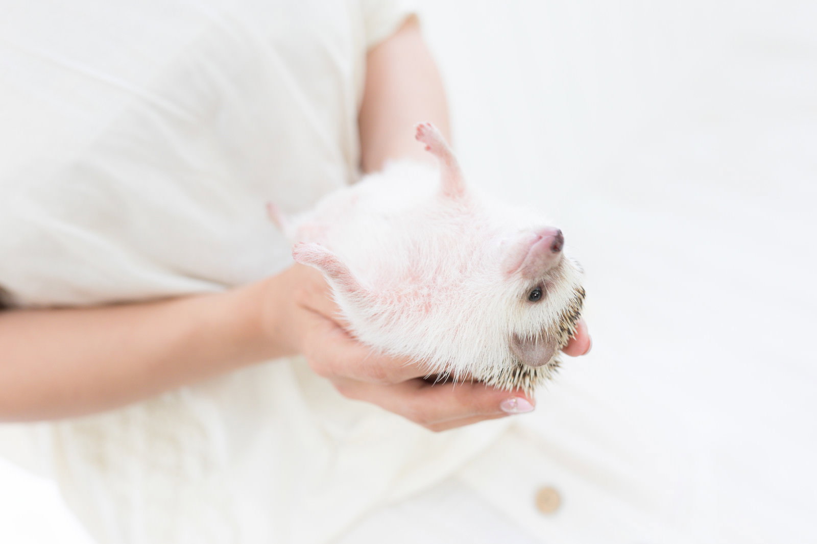 手のひらの上で仰向けになっているハリネズミ