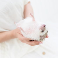 手のひらの上でなすがままの仰向けハリネズミの写真