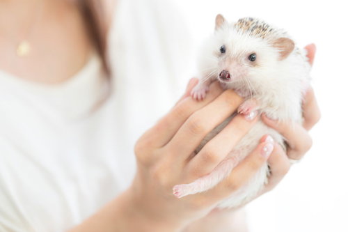 手のひらに包まれる小さなハリネズミ、ペットの温もり