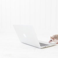 ノートパソコンでコーディング中のハリネズミエンジニアの写真