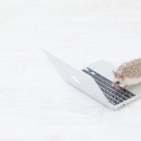 いつもトゲトゲしているエンジニア、ハリネズミがノートパソコンで作業中の写真