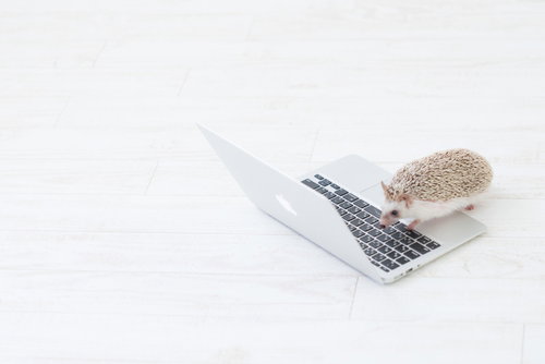 いつもトゲトゲしているエンジニア、ハリネズミがノートパソコンで作業中