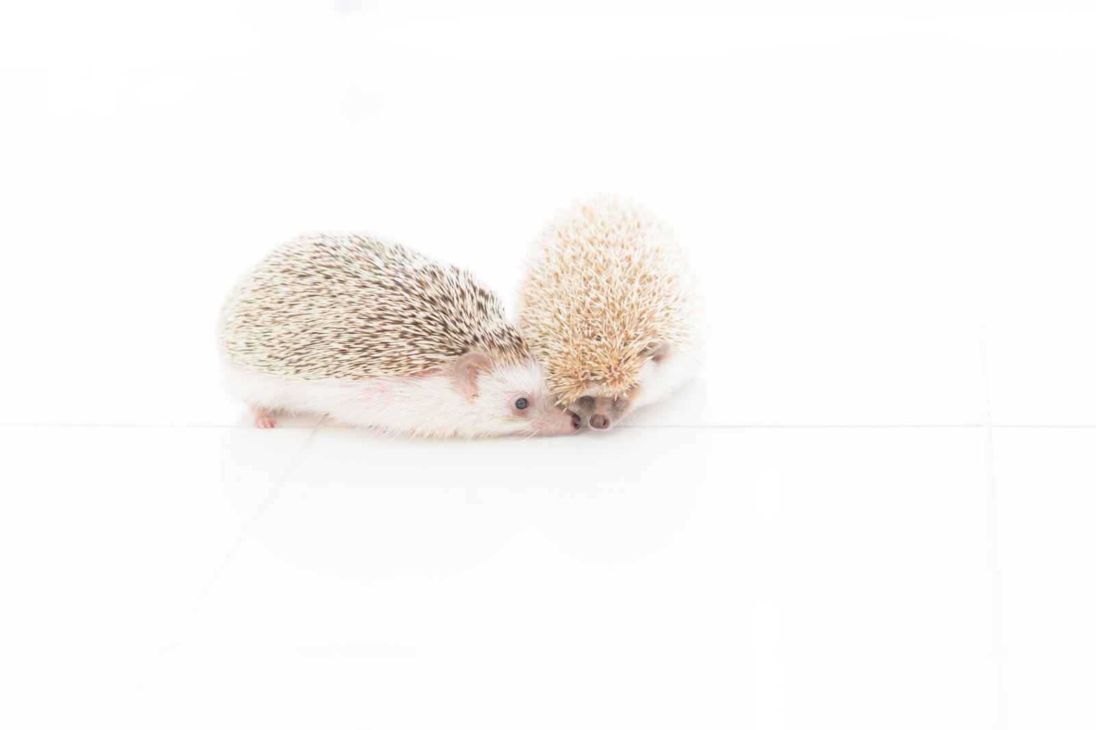 ハリネズミとたわしが並ぶ床