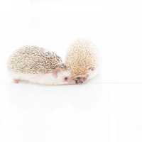 ねぇ、チュウしてよーと求愛するハリネズミの写真