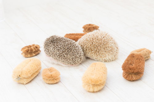 ハリネズミの後ろ姿がタワシにそっくり！針のような突起で比較