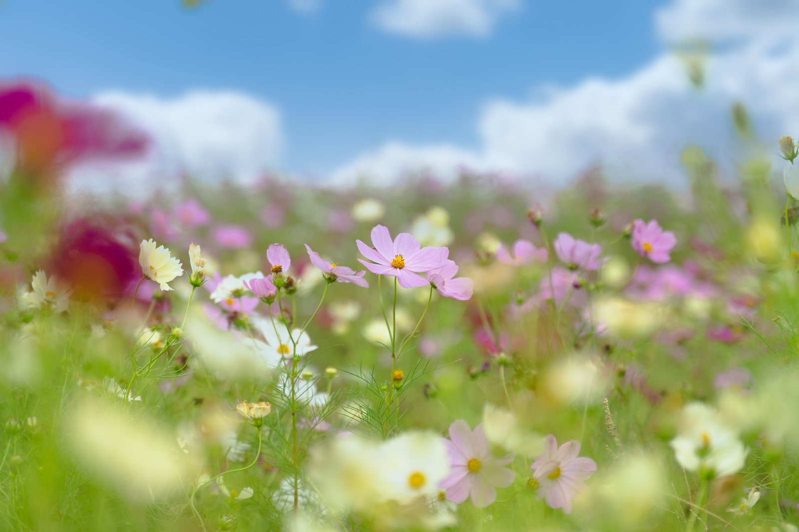 ピンクと白のコスモスが咲く花畑を浅い被写界深度で撮影