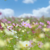 ピンクと白に染まるコスモス畑の満開風景と秋の情景の写真